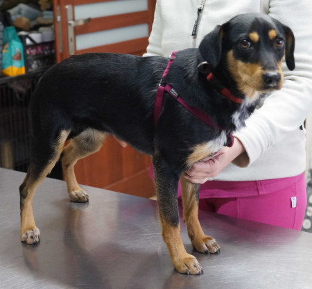 Zuzu - rezervovaná (TD)